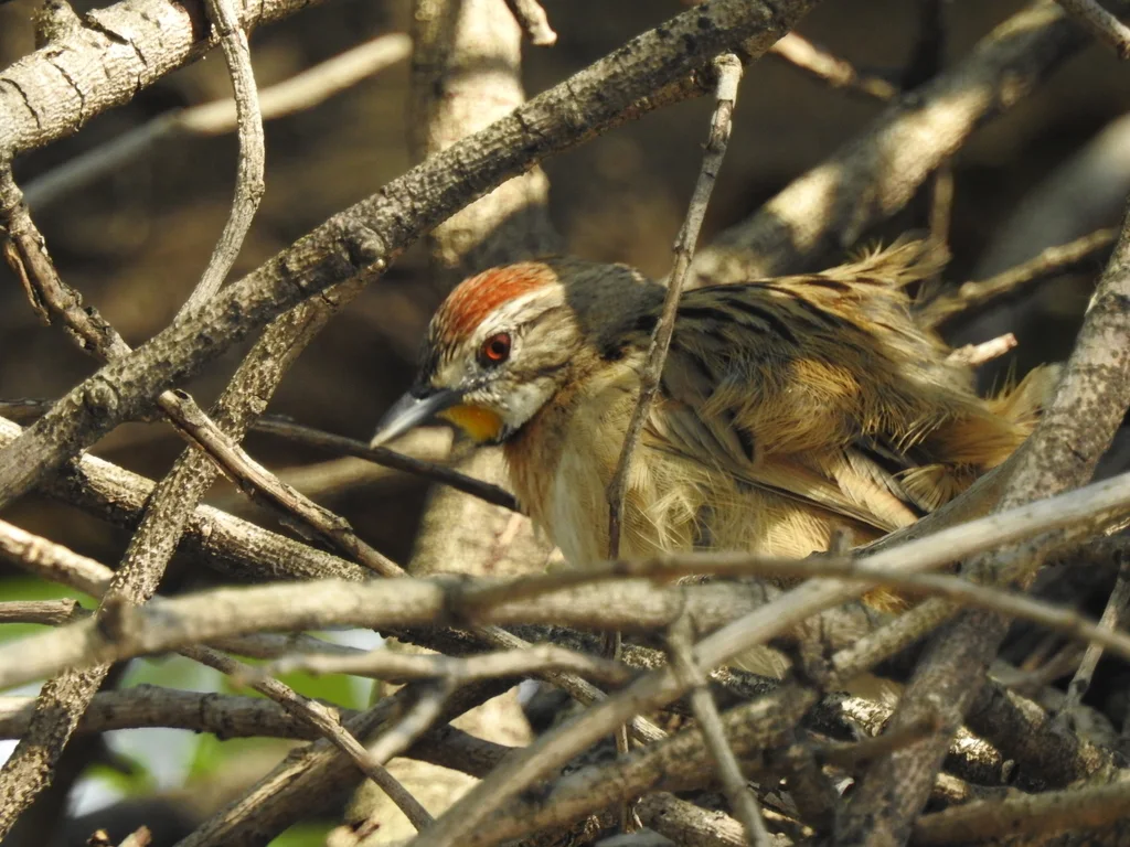 霍托针尾雀(Schoeniophylax phryganophilus)