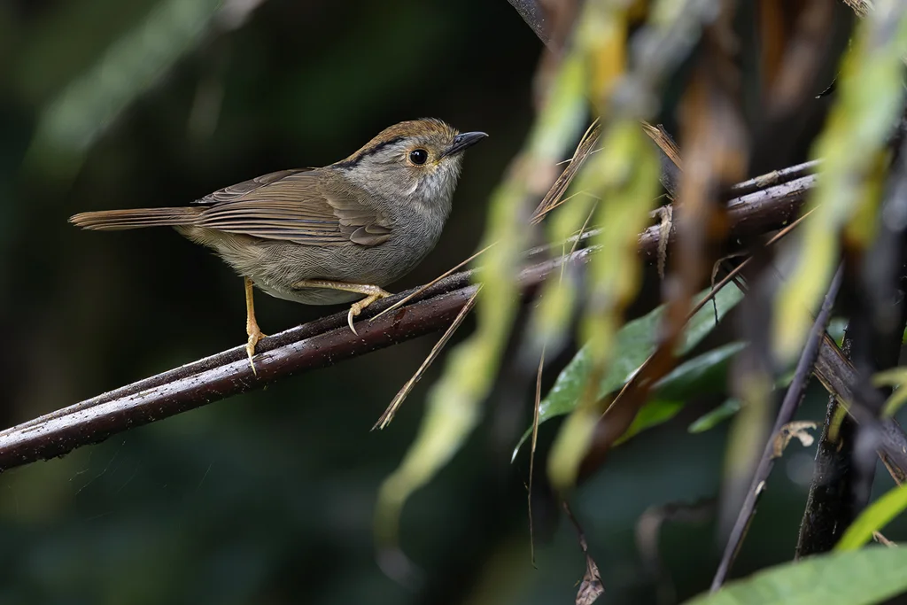 褐顶雀鹛(Schoeniparus brunneus)