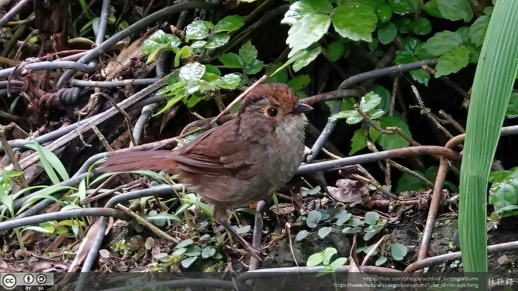 褐顶雀鹛(Schoeniparus brunneus)