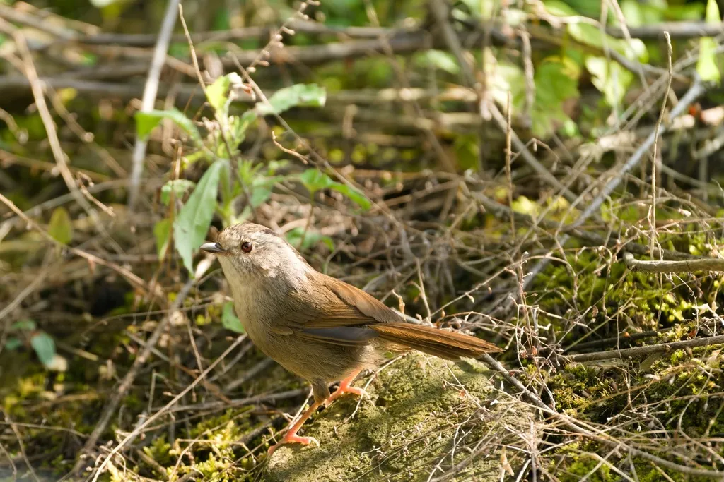 褐顶雀鹛(Schoeniparus brunneus)