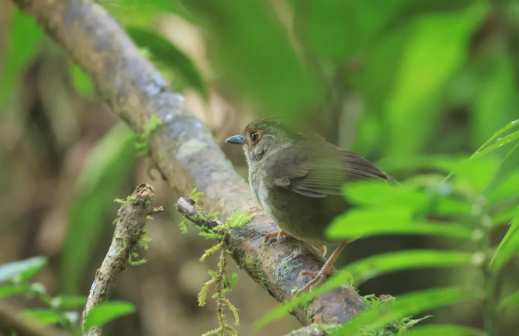 褐顶雀鹛(Schoeniparus brunneus)