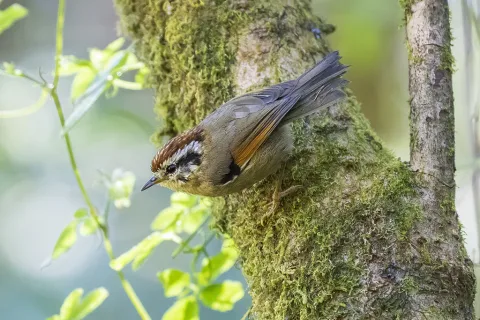 栗头雀鹛