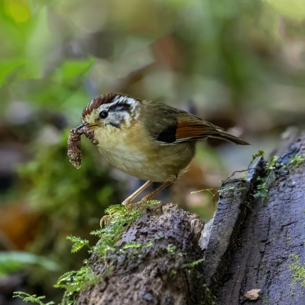 栗头雀鹛(Schoeniparus castaneceps)