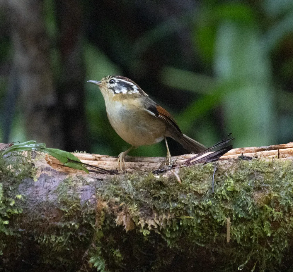 栗头雀鹛(Schoeniparus castaneceps)