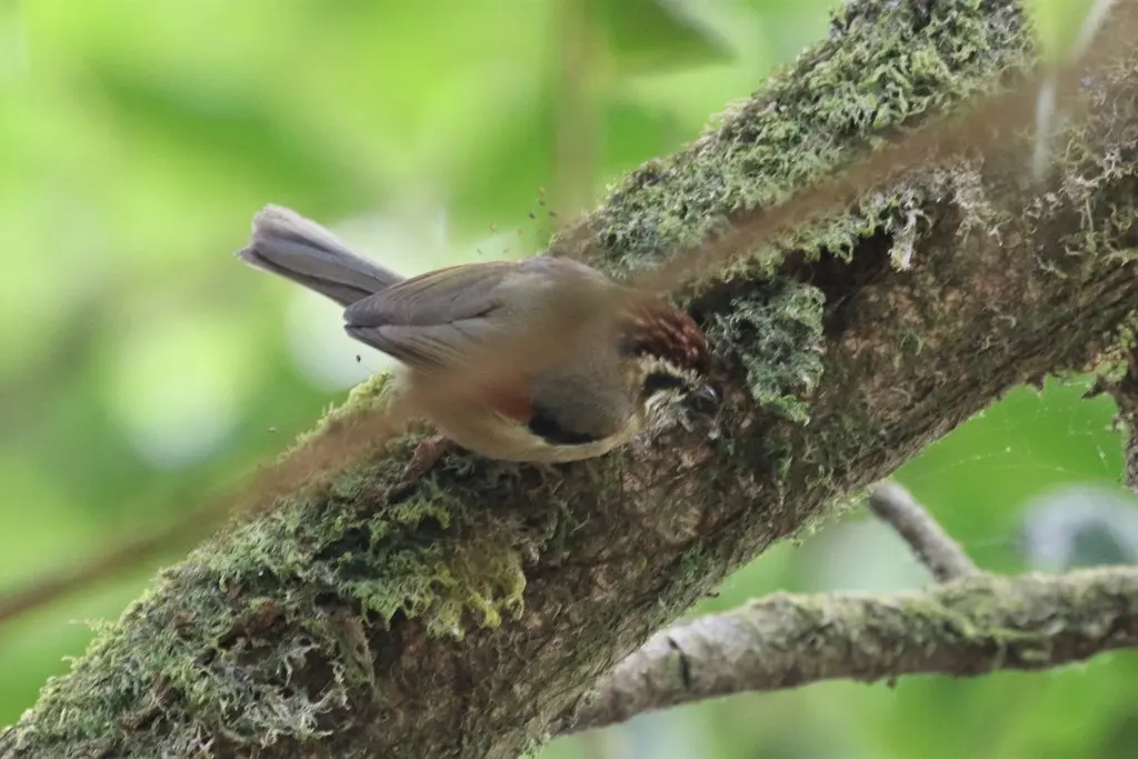 栗头雀鹛(Schoeniparus castaneceps)