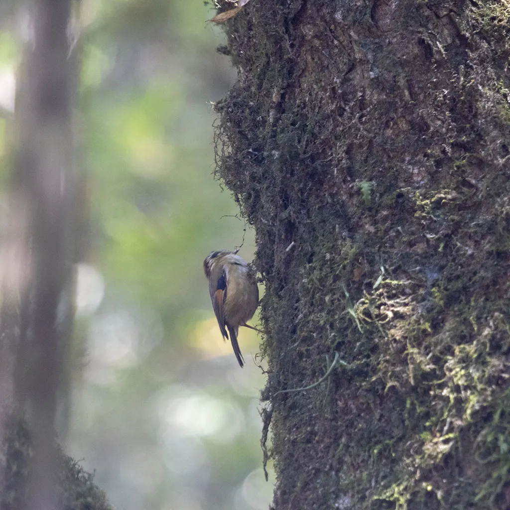 栗头雀鹛(Schoeniparus castaneceps)