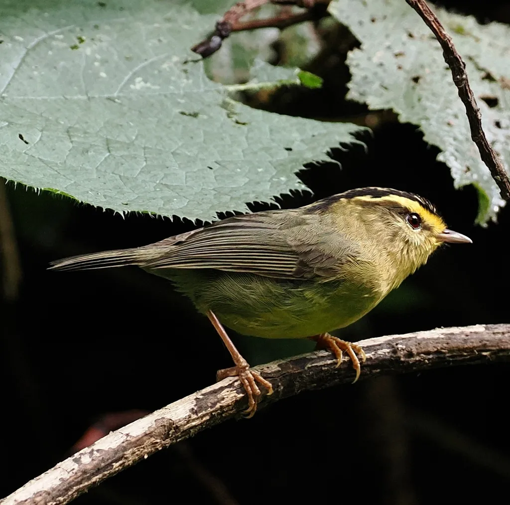 黄喉雀鹛(Schoeniparus cinereus)