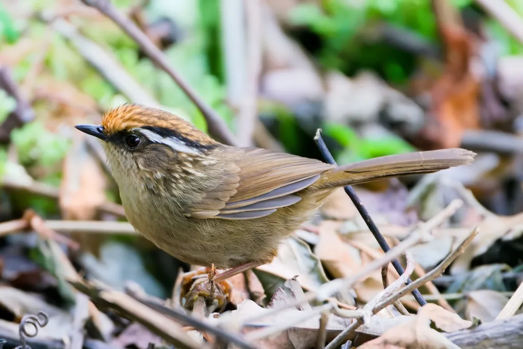 褐胁雀鹛（Schoeniparus dubius）