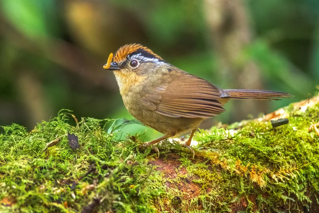 褐胁雀鹛（Schoeniparus dubius）