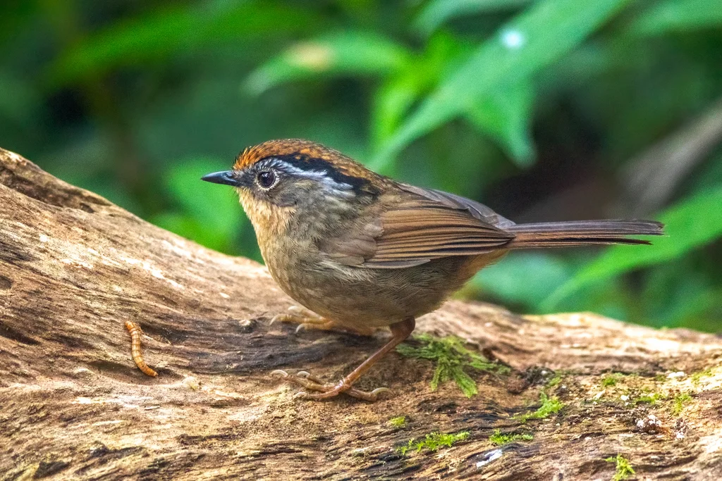 褐胁雀鹛（Schoeniparus dubius）