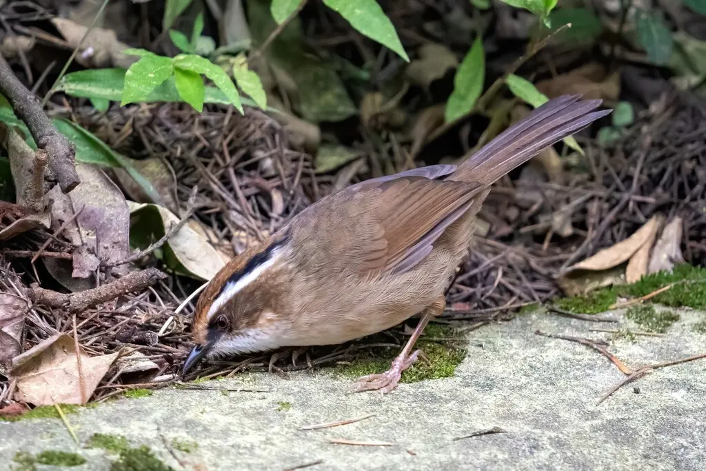 褐胁雀鹛（Schoeniparus dubius）