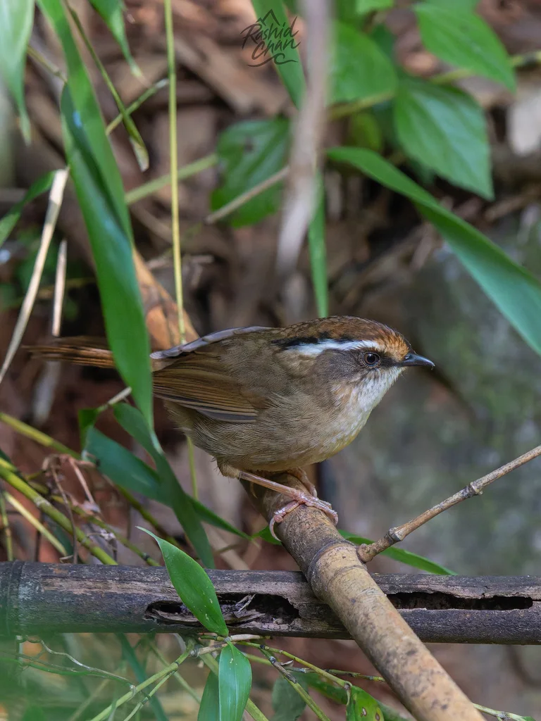 褐胁雀鹛（Schoeniparus dubius）