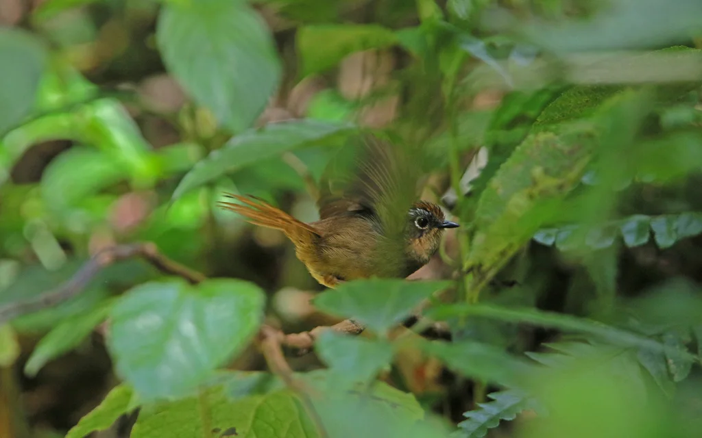 褐胁雀鹛(Schoeniparus dubius)