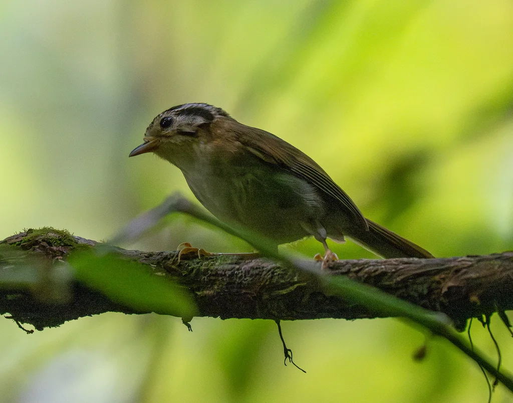 黑顶雀鹛（Schoeniparus klossi）