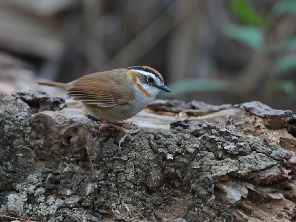 棕喉雀鹛(Schoeniparus rufogularis)
