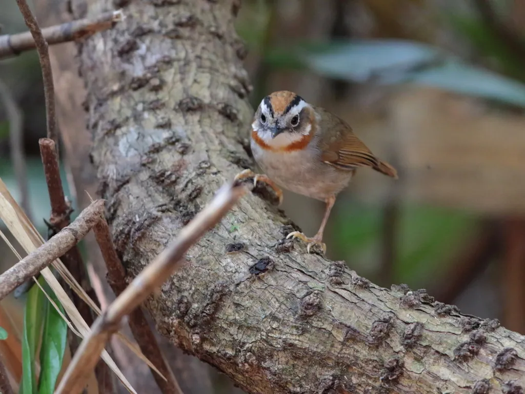 棕喉雀鹛(Schoeniparus rufogularis)
