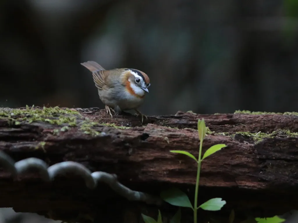 棕喉雀鹛(Schoeniparus rufogularis)
