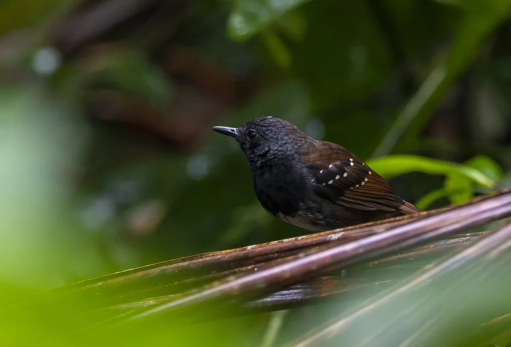 北栗尾蚁鸟(Sciaphylax castanea)