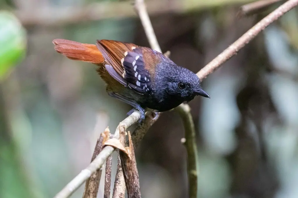南栗尾蚁鸟(Sciaphylax hemimelaena)