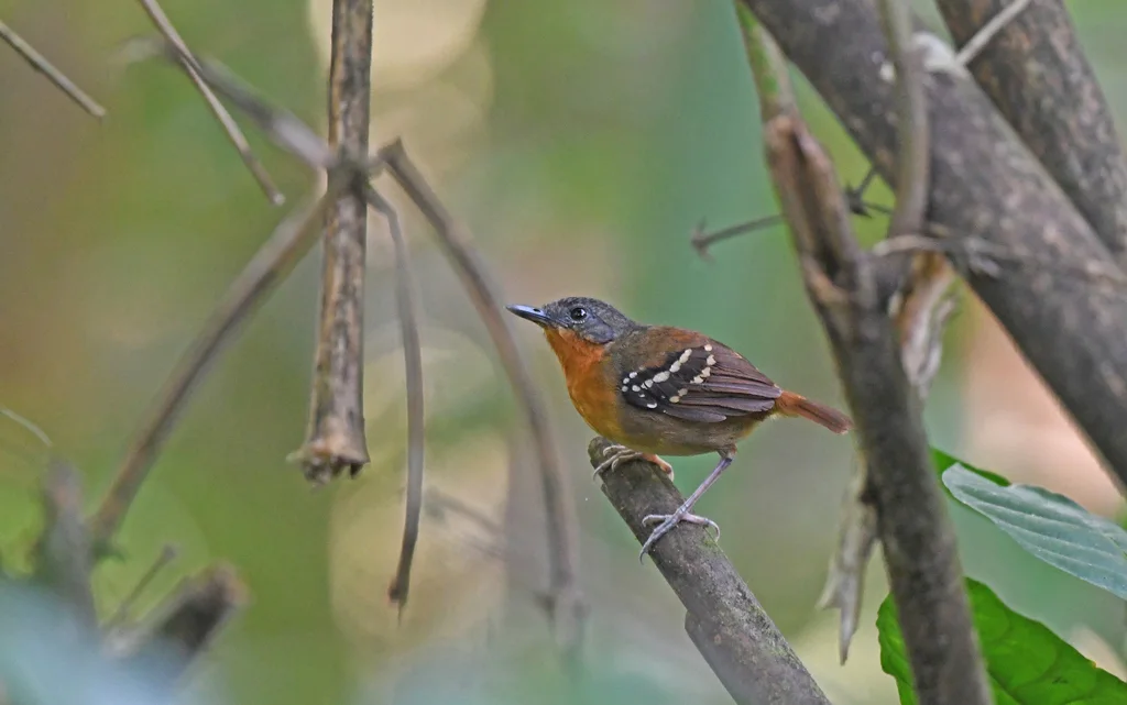 南栗尾蚁鸟(Sciaphylax hemimelaena)