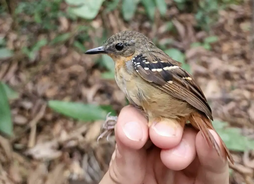 南栗尾蚁鸟(Sciaphylax hemimelaena)