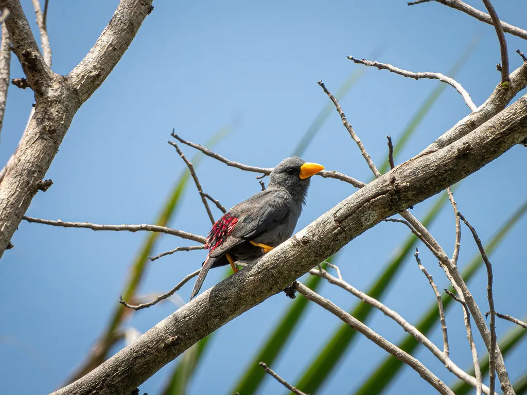 雀嘴八哥(Scissirostrum dubium)