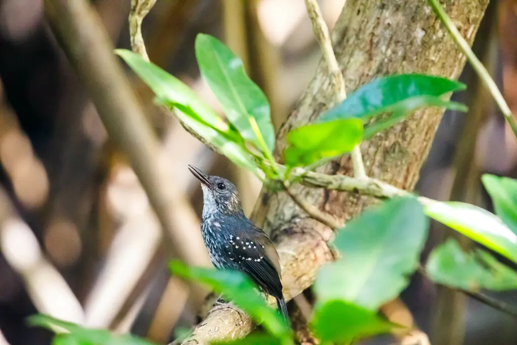 银色蚁鸟(Sclateria naevia)