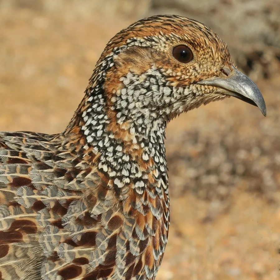 灰翅鹧鸪（Scleroptila afra）