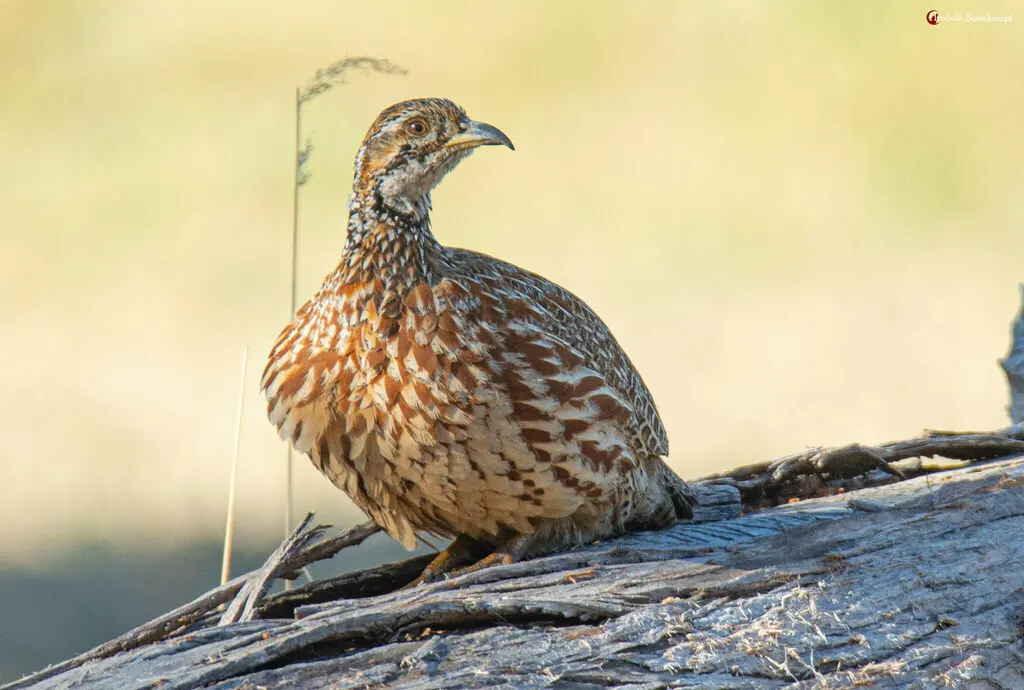 橙翅斑鹧鸪(Scleroptila gutturalis)