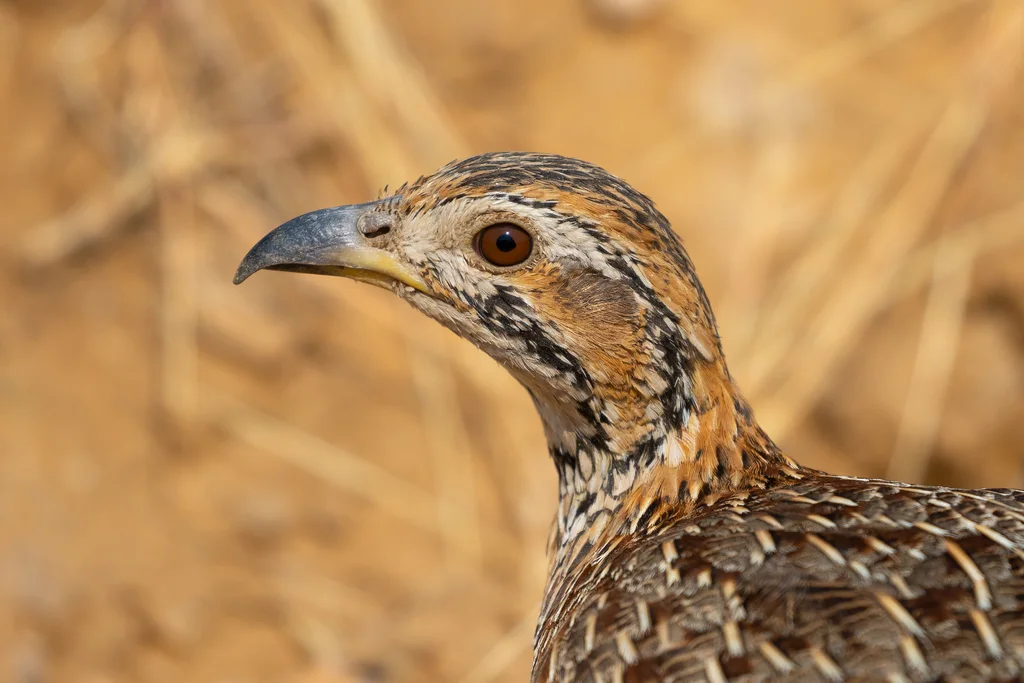 橙翅斑鹧鸪(Scleroptila gutturalis)