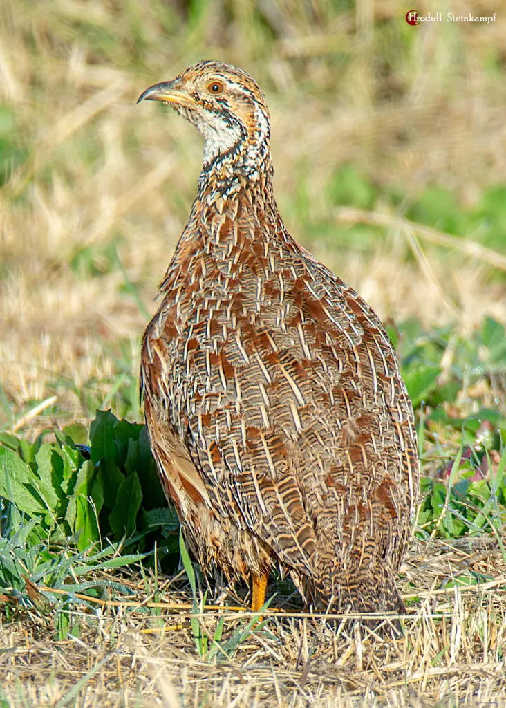 橙翅斑鹧鸪(Scleroptila gutturalis)