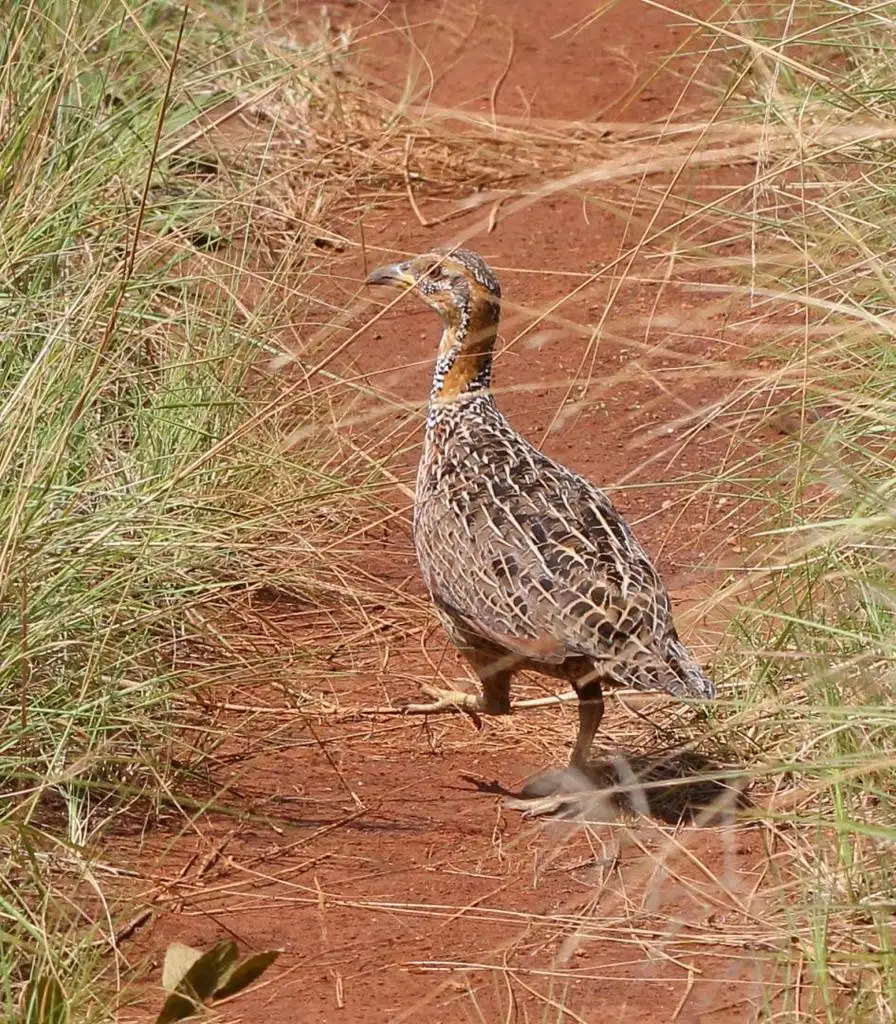 红翅鹧鸪(Scleroptila levaillantii)