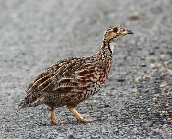 谢氏鹧鸪(Scleroptila shelleyi)