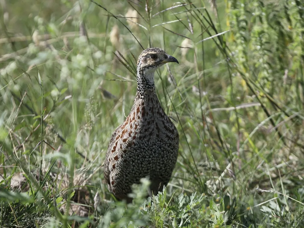 谢氏鹧鸪(Scleroptila shelleyi)