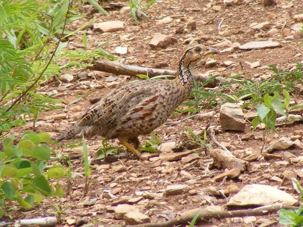 谢氏鹧鸪(Scleroptila shelleyi)