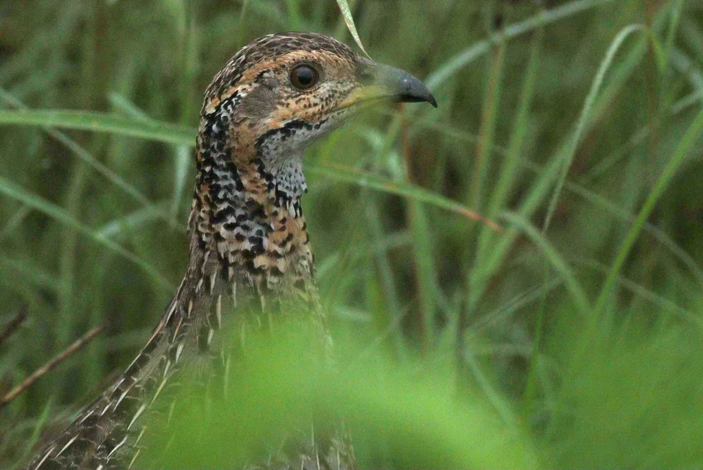 谢氏鹧鸪(Scleroptila shelleyi)