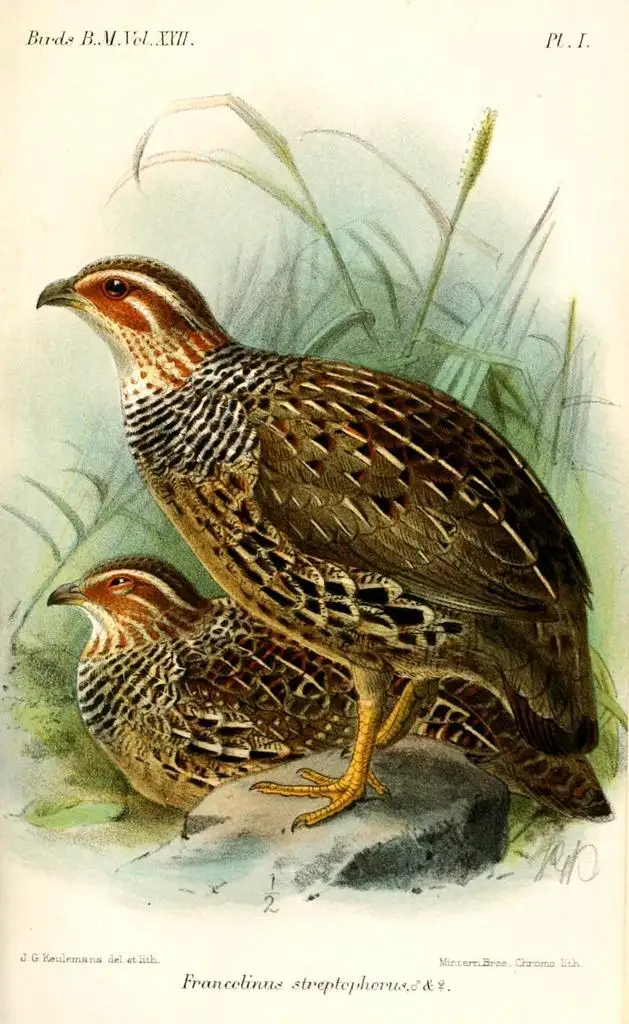 环颈鹧鸪（Scleroptila streptophora）