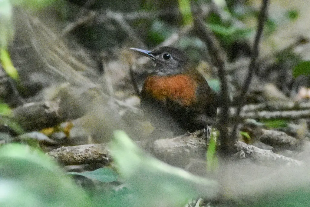 灰喉硬尾雀(Sclerurus albigularis)