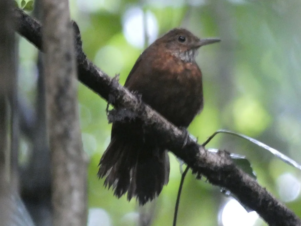 鳞喉硬尾雀(Sclerurus guatemalensis)