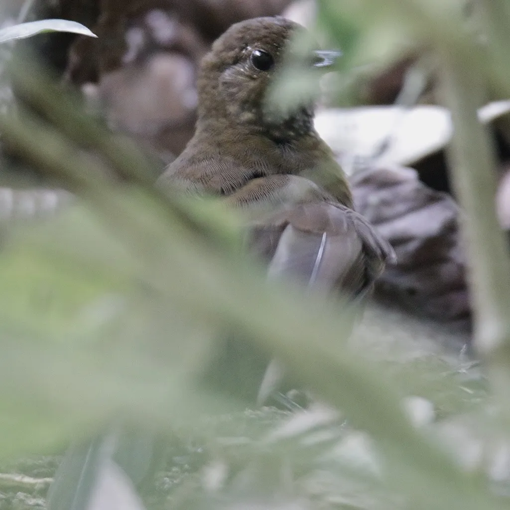 鳞喉硬尾雀(Sclerurus guatemalensis)