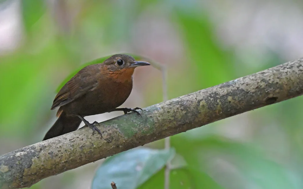 短嘴硬尾雀(Sclerurus rufigularis)