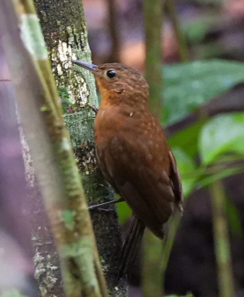 短嘴硬尾雀(Sclerurus rufigularis)