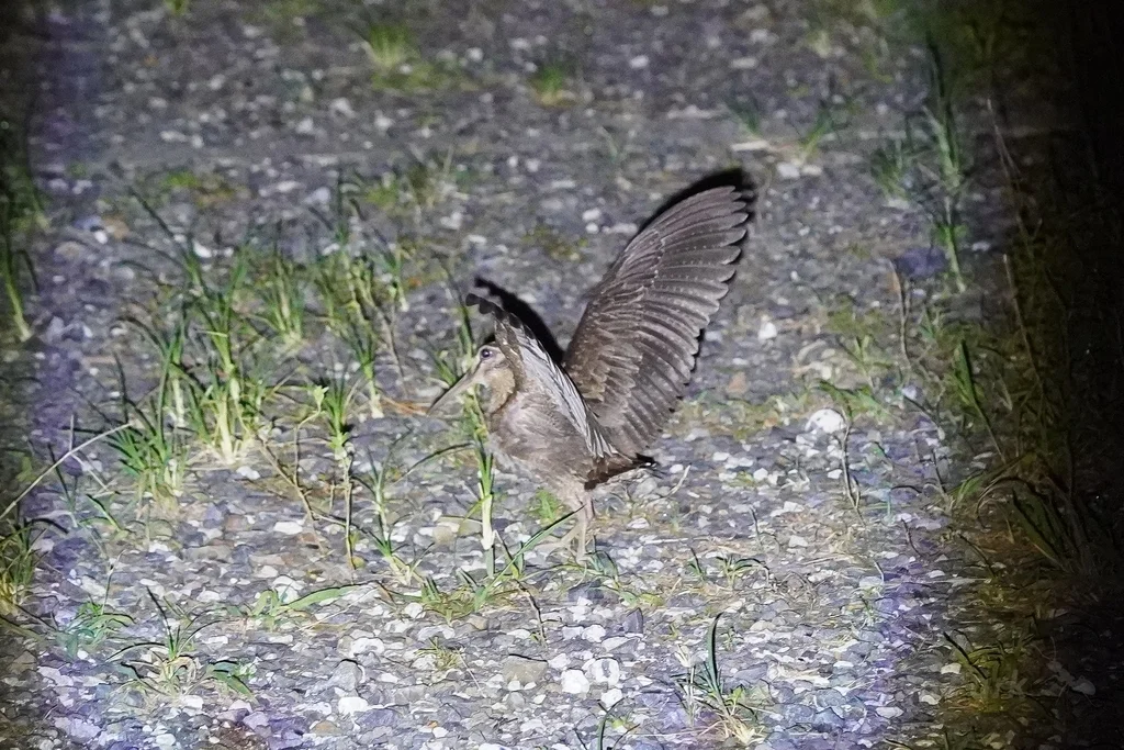 琉球丘鹬（Scolopax mira）