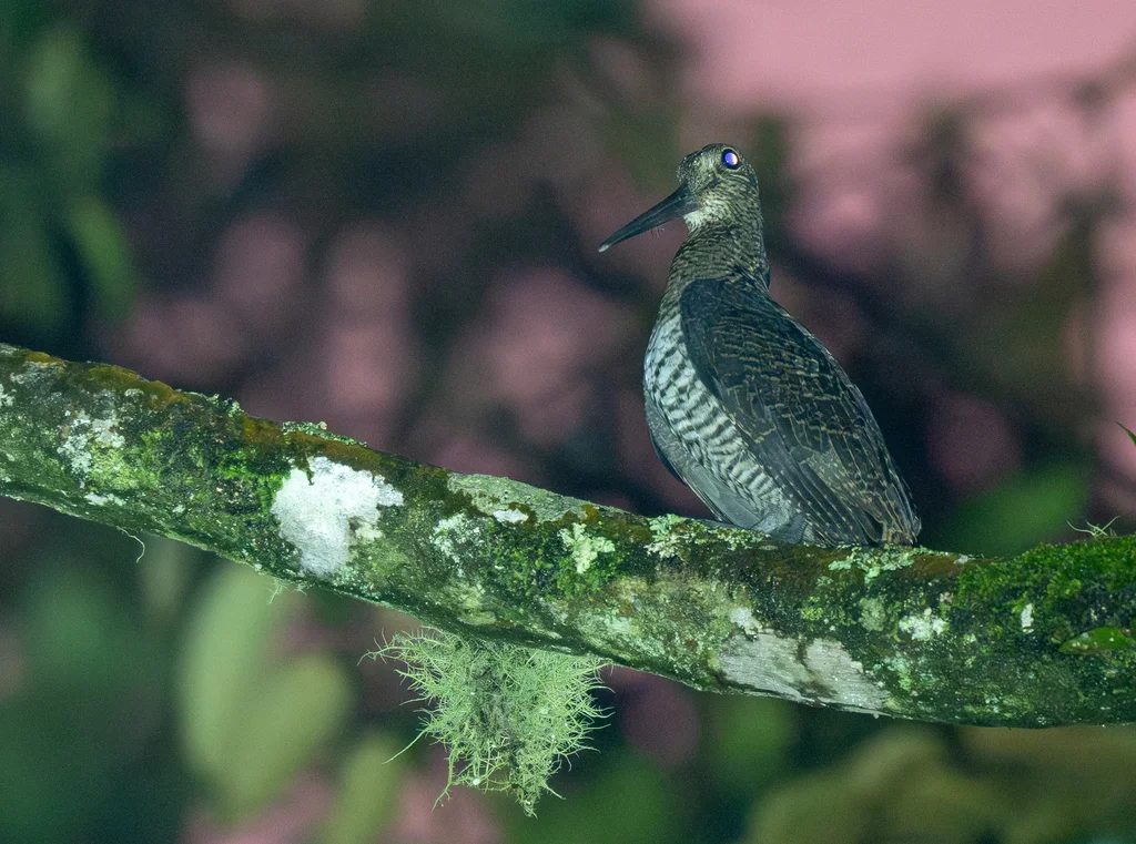 棕丘鹬（Scolopax saturata）