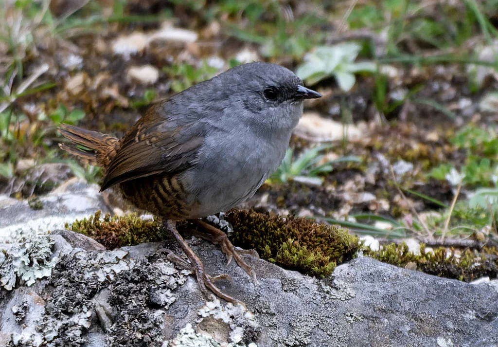 安卡什窜鸟(Scytalopus affinis)