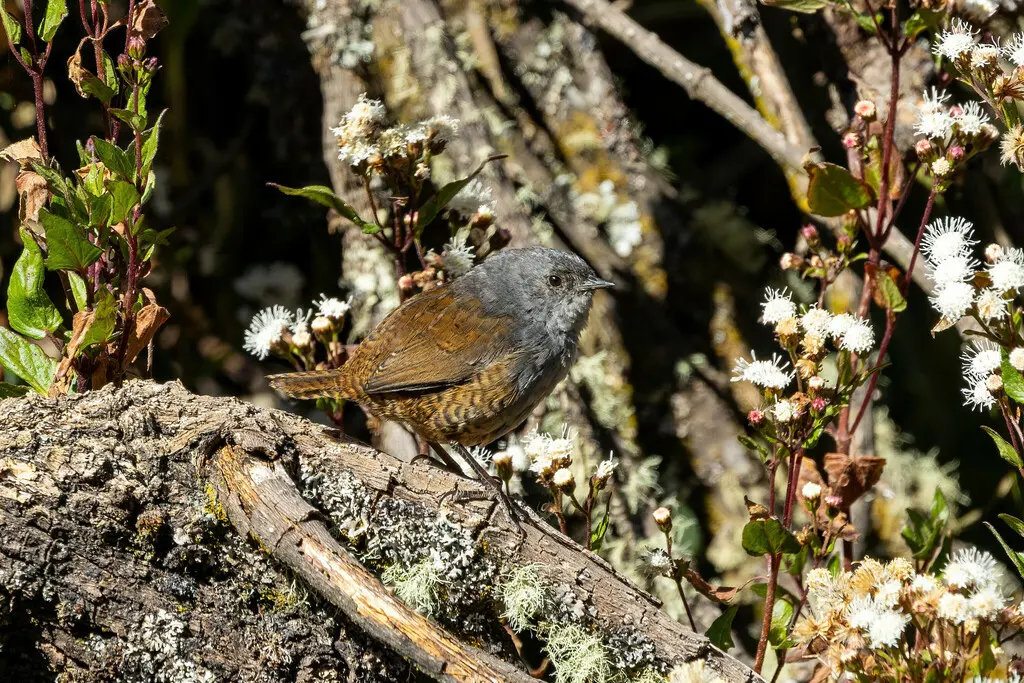 安卡什窜鸟(Scytalopus affinis)