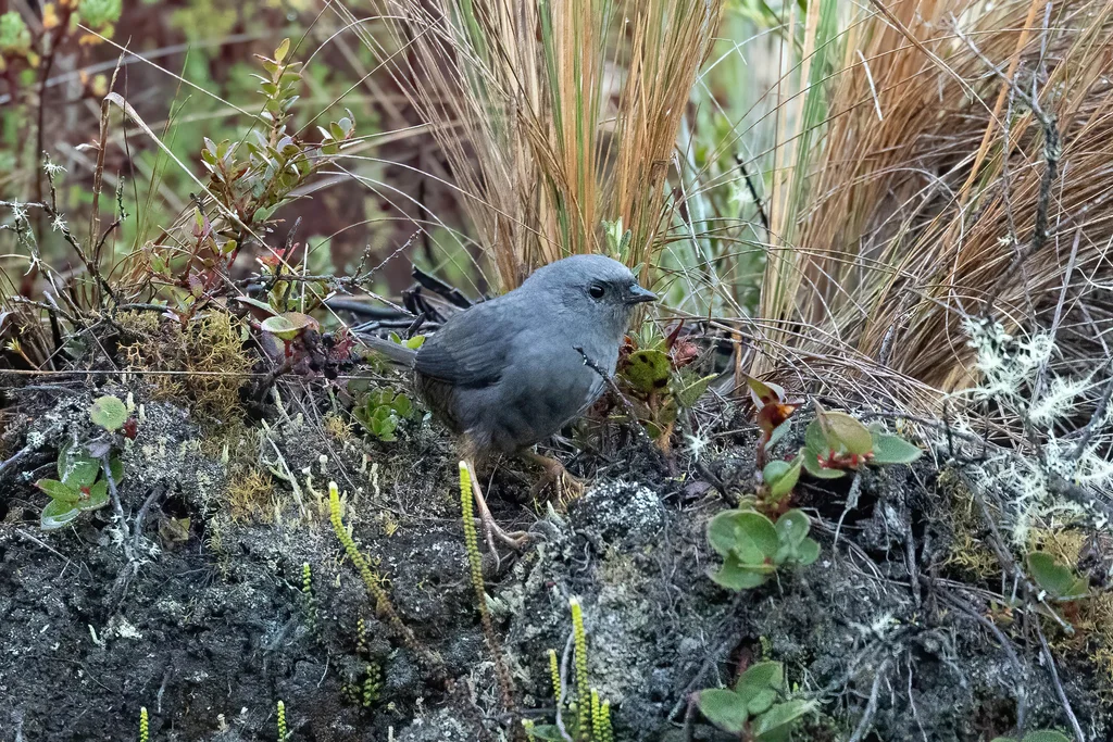 涅比窜鸟(Scytalopus altirostris)