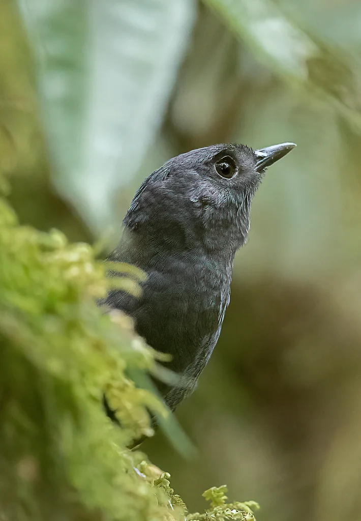 塔塔马窜鸟(Scytalopus alvarezlopezi)