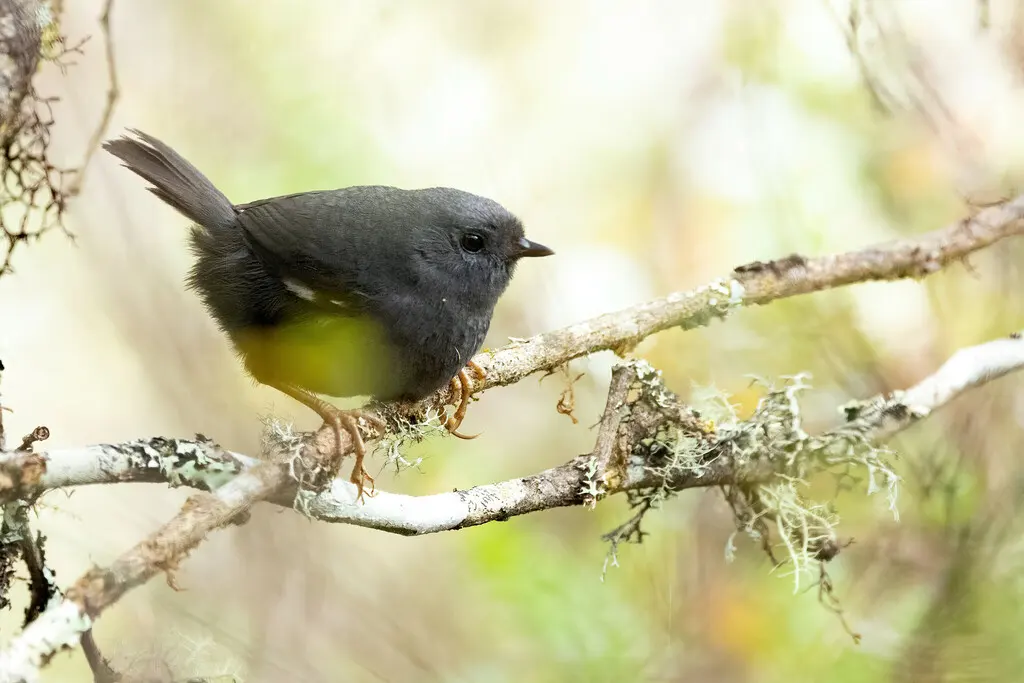 洛哈窜鸟(Scytalopus androstictus)