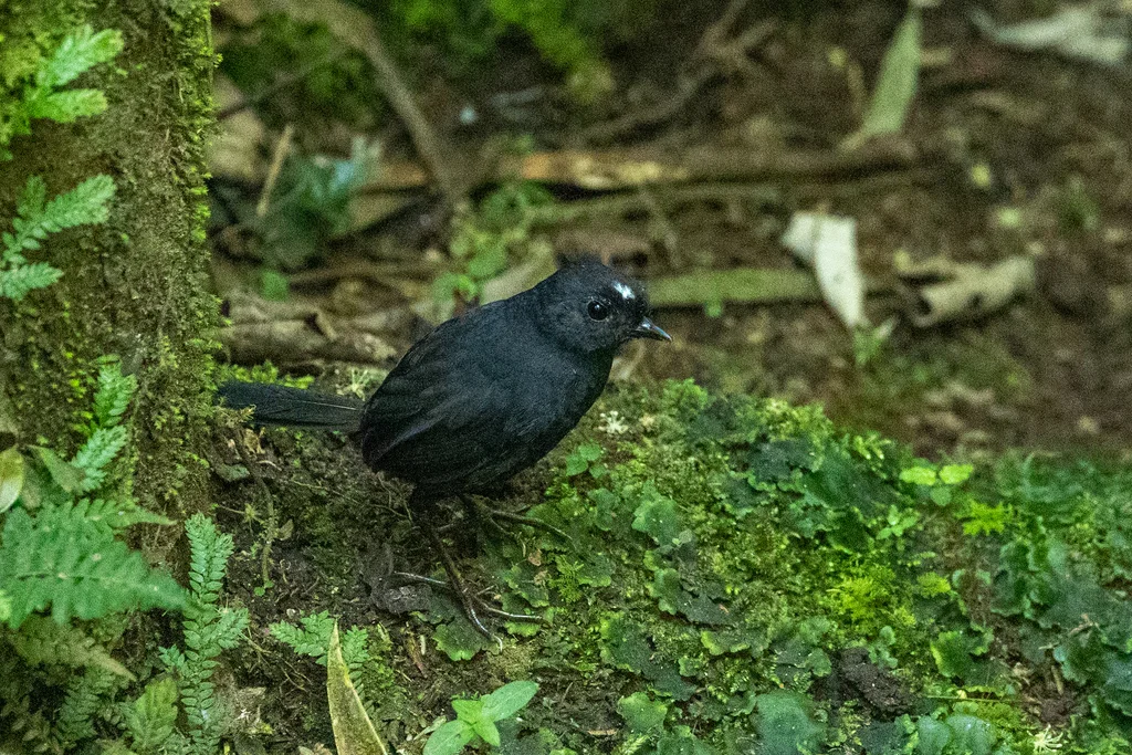 白冠窜鸟(Scytalopus atratus)